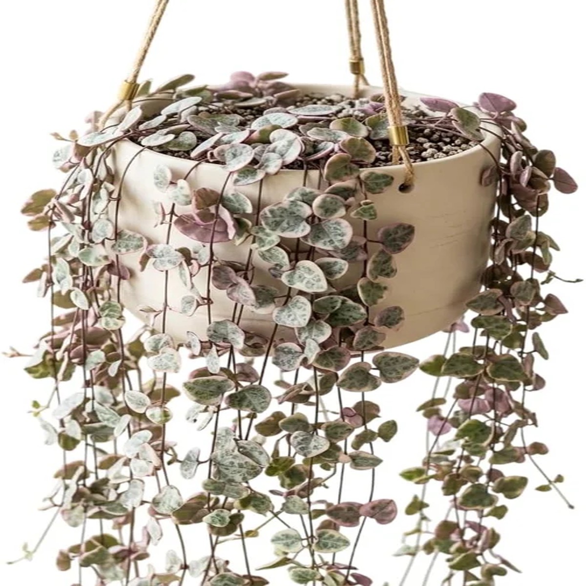 Variegated String of Hearts Live Plant, Trailing Succulent, Cream Pink, Ceropegia woodii Variegata', 2 Inch Pot, Indoor