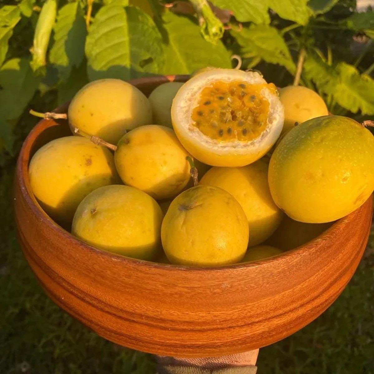 Yellow Passionfruit Live Plant (Passiflora edulis) - Set of 4, 3-6 Tall Edible Fruit Vines