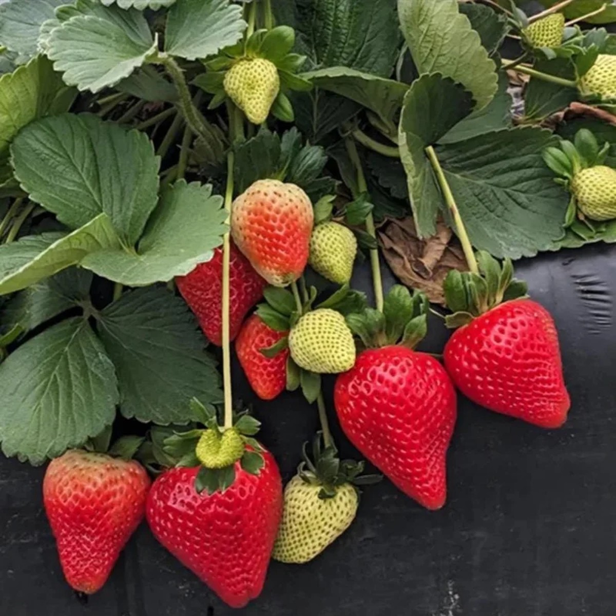 Florida Ember Strawberry Live Plants Set of 2, 4-6 Tall Fragaria x ananassa Edible Fruit