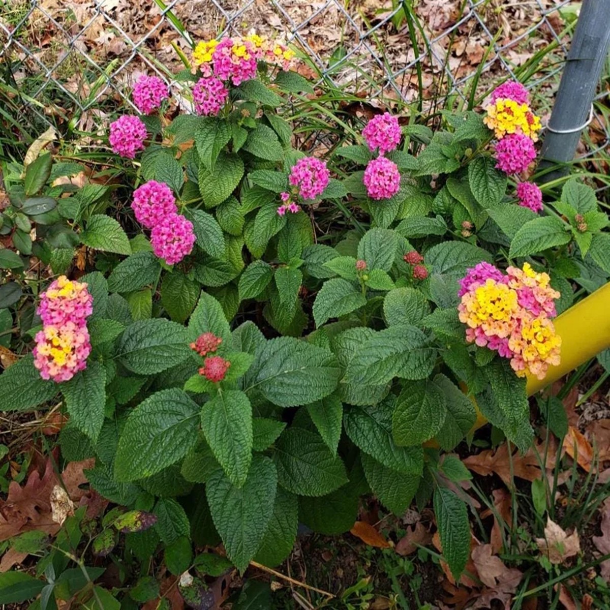 Lantana Anne Marie Live Plant Set - 2 Plants, 4-6 Tall, Pollinator Friendly