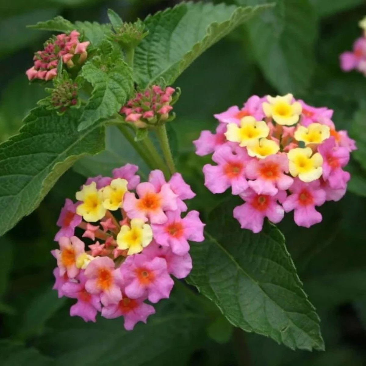 Lantana Ham & Eggs Live Plant Set - 3 Plants, 4-6 Tall - Pink & Yellow Flowers - Pollinator Friendly