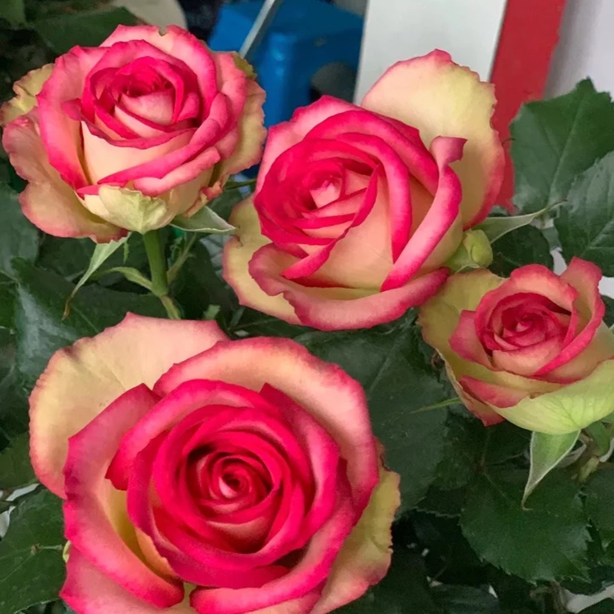 Monroe Rose Live Plant - Apricot Peach Shrub Rose, 90-105 cm Tall, Outdoor