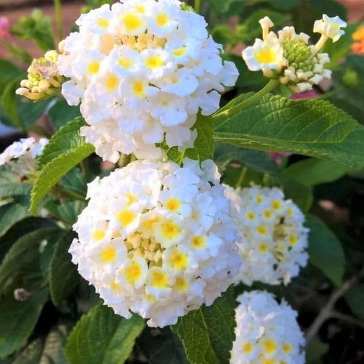 Set of 2 Trailing White Lantana Live Plants 4-6 Tall No Pot Groundcover