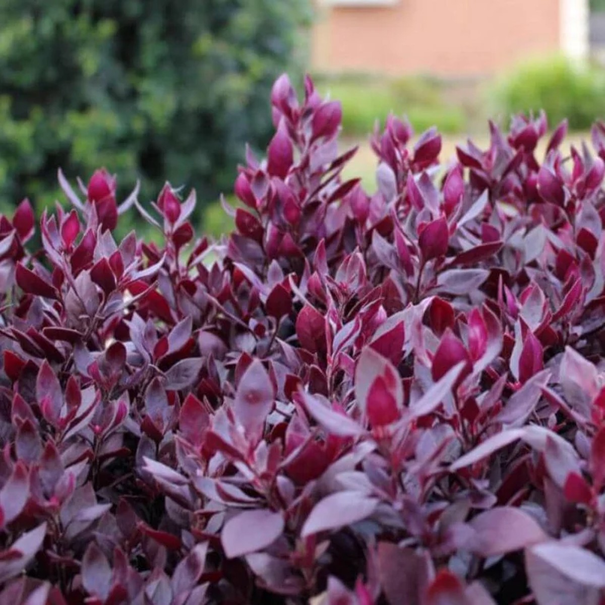 2 Alternanthera Little Ruby Live Plants 4-6 Inch Starter Ruby Purple Foliage