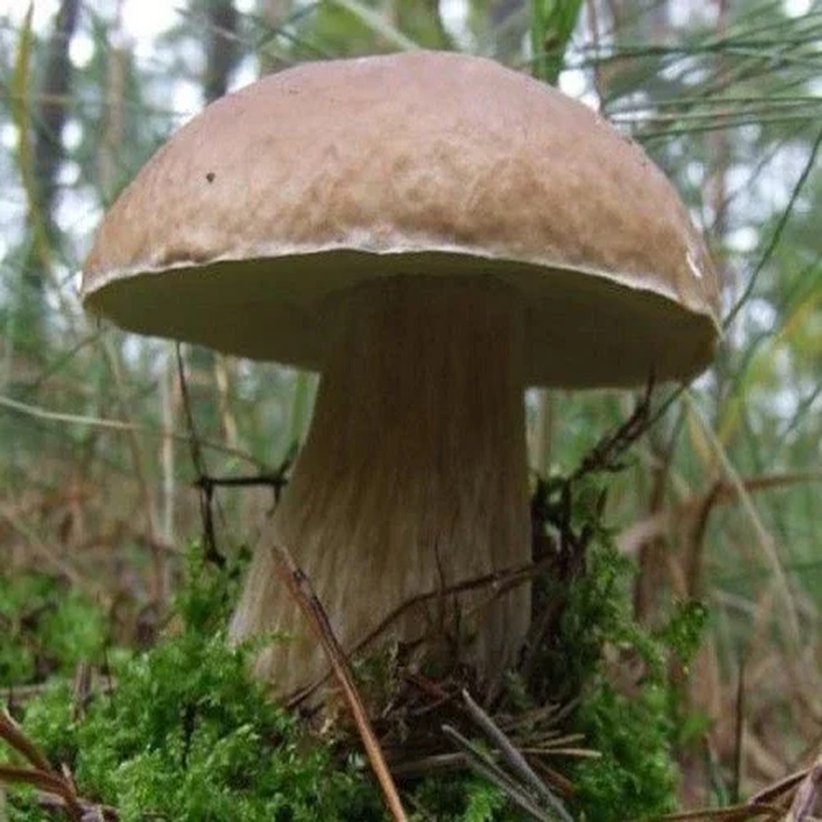 Porcini King Bolete Mushroom Mycelium Dry Seeds - Grow Your Own Gourmet Fungi