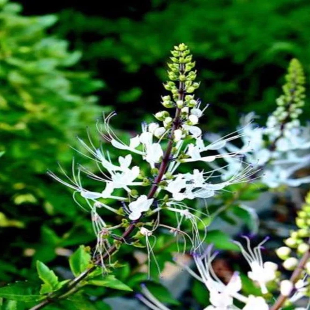 White Cat Whiskers Live Plant 2 Starters, 4-6 Tall, Tropical Ornamental