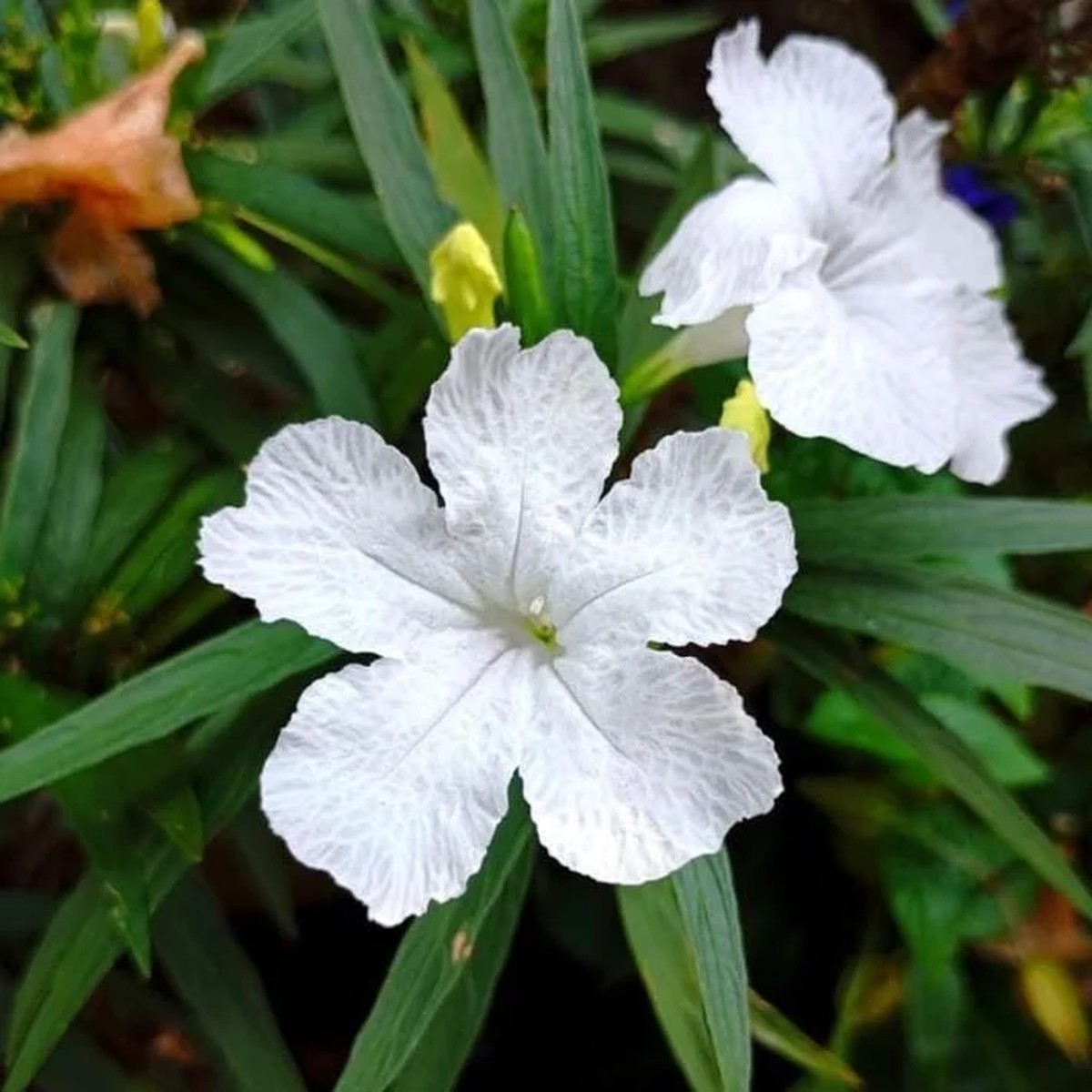 White Ruellia Live Plant Set 3-6 Tall Starter Plants (Set of 3) Outdoor Flowering Perennial