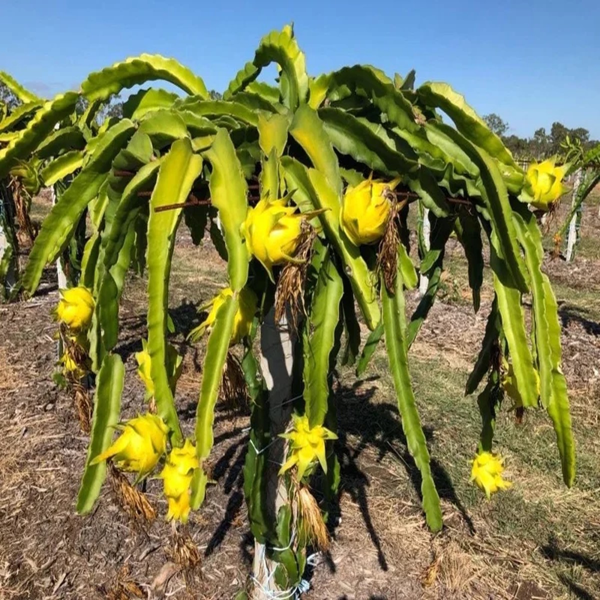 Yellow Dragon Fruit Live Plant - 3-6 Tall Fruiting Cactus Starter Hylocereus Megalanthus