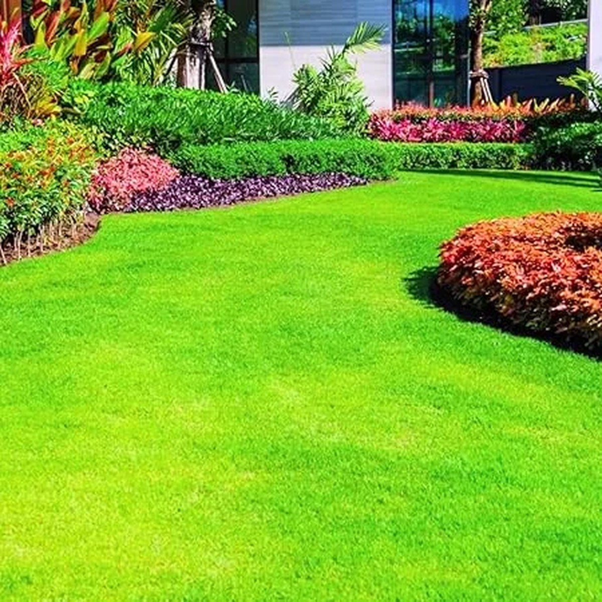 Emerald Zoysia Grass Seeds - 16000 Count for Outdoor Lawn & Garden