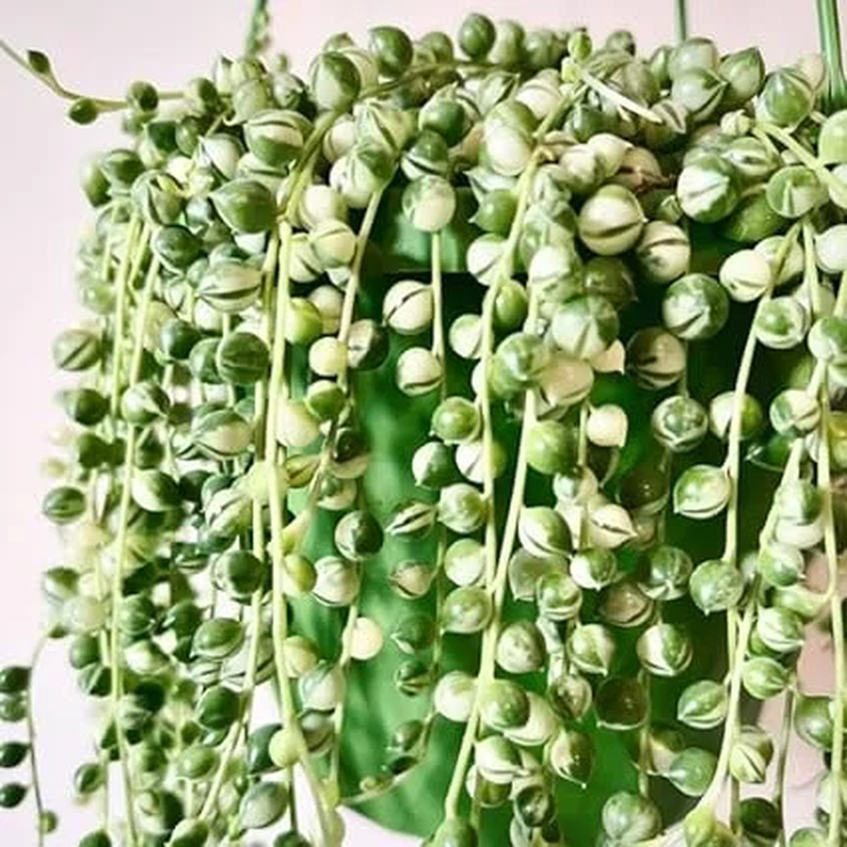 Variegated String of Pearls Live Plant - Trailing Succulent Vine, 4-inch Pot, Indoor