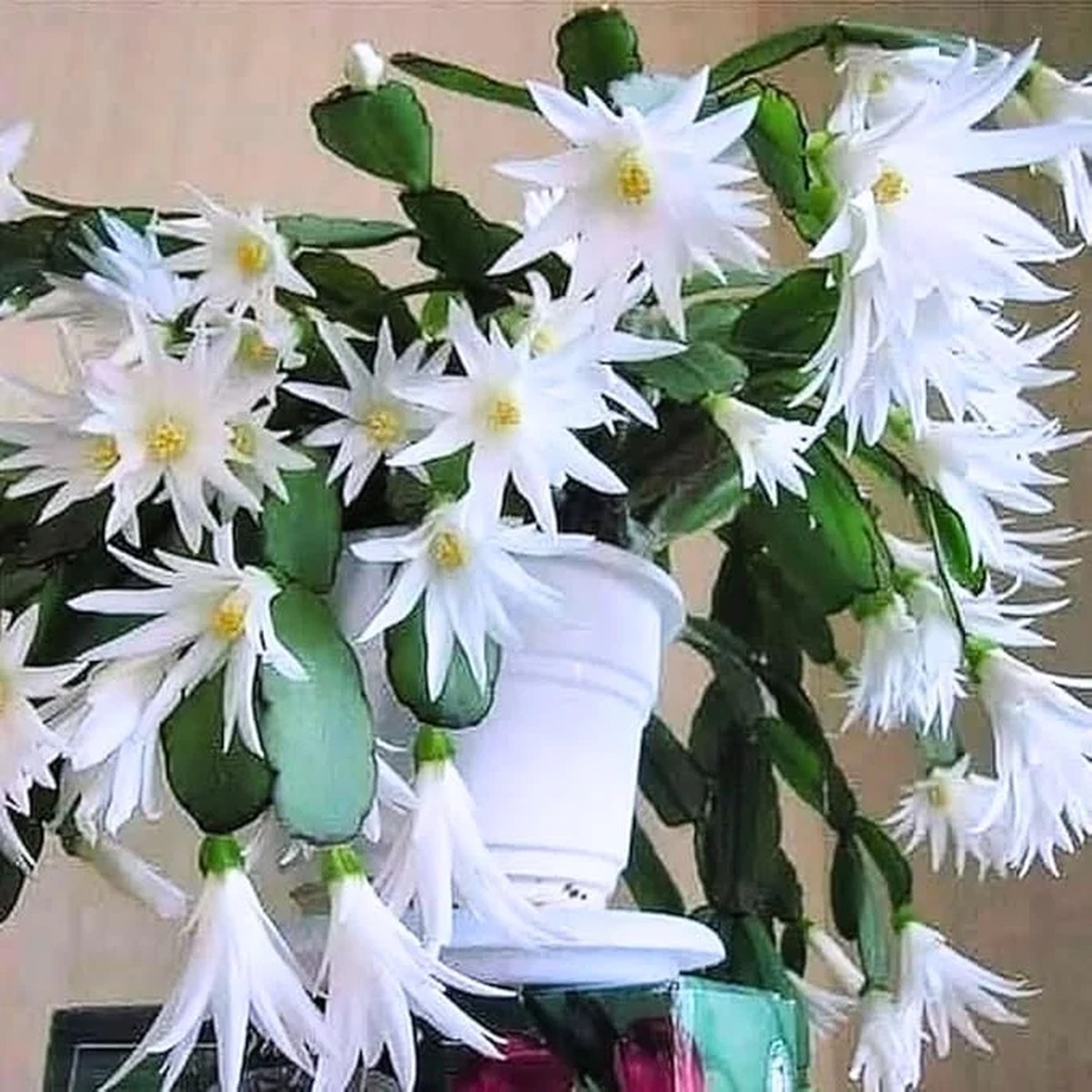 White Easter Cactus Live Plant 4-9 Tall Rooted Holiday Succulent Indoor/Outdoor