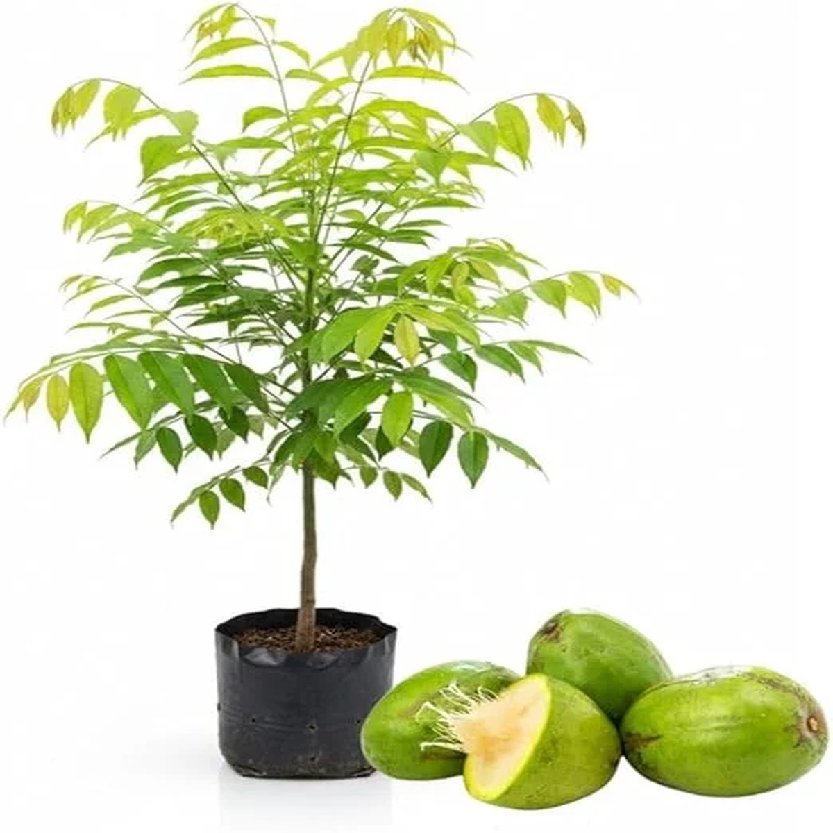 Tropical June Plum Fruit Tree Live Plant, Grafted, 3 Gallon Pot, Outdoor