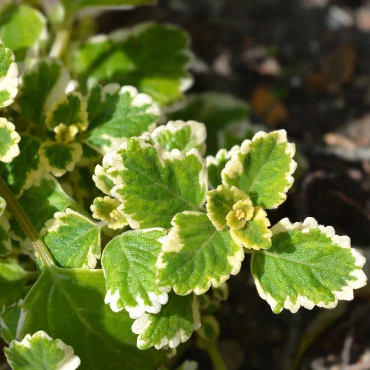 Variegated Swedish Ivy Plant - Live Plectranthus Indoor Vine - 4 Inch Pot