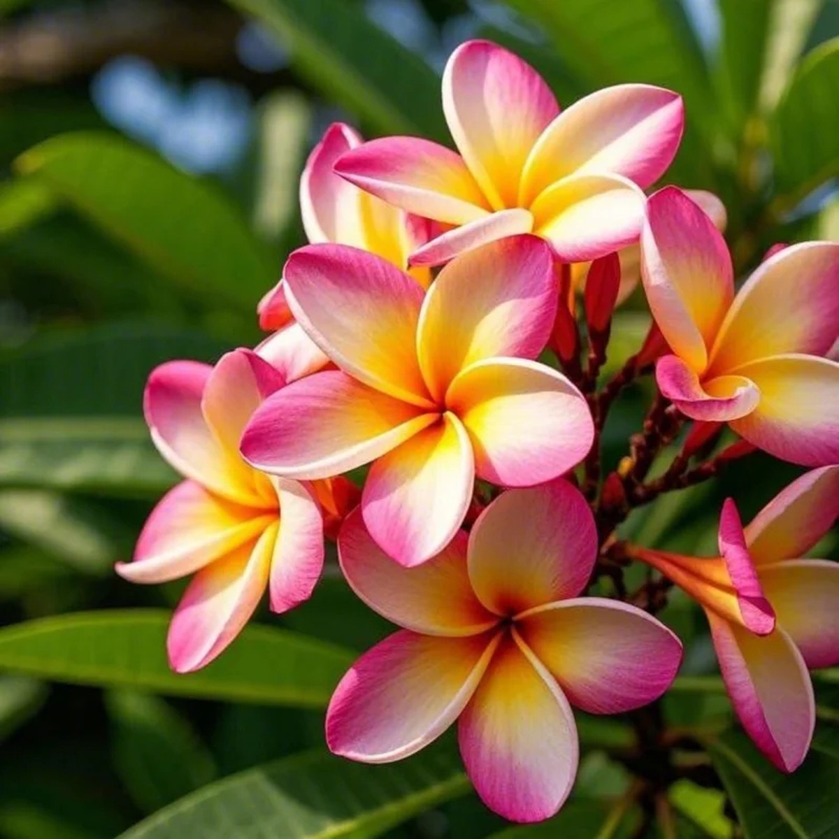 2 Plumeria Cuttings - Pink Frangipani Live Plant for Outdoor Planting