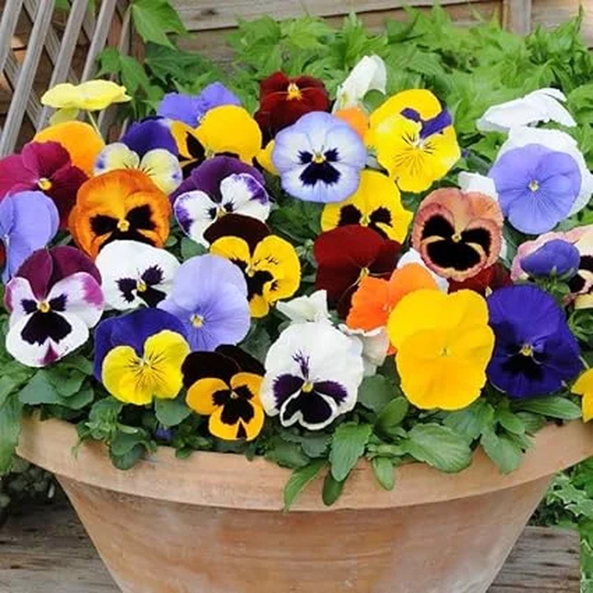 5 Mix Colorful Pansies Live Plants, 4 Inch Pot, Outdoor Flowers