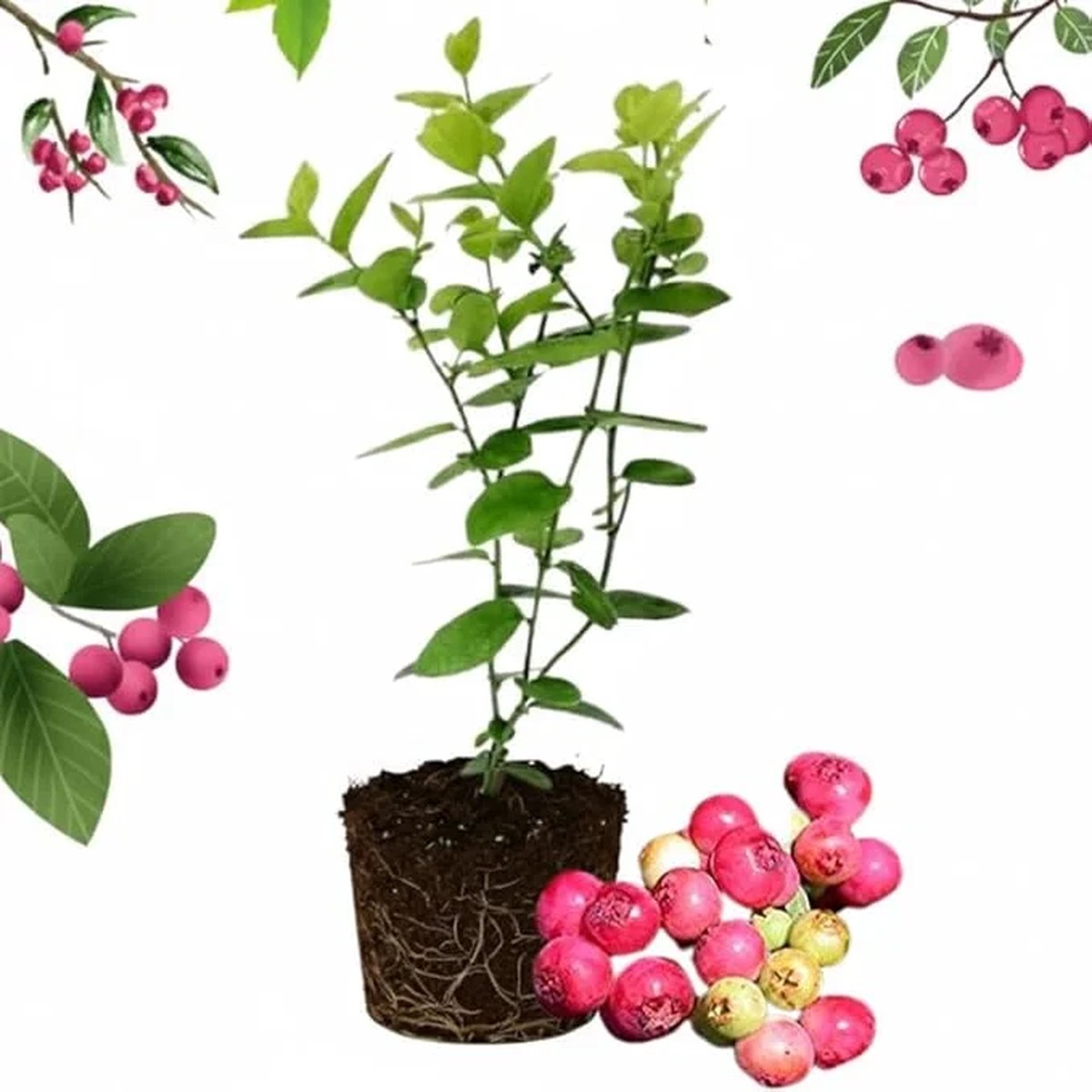 Pink Lemonade Blueberry Live Plant - 4-8 Inch Starter Bush for Garden or Patio