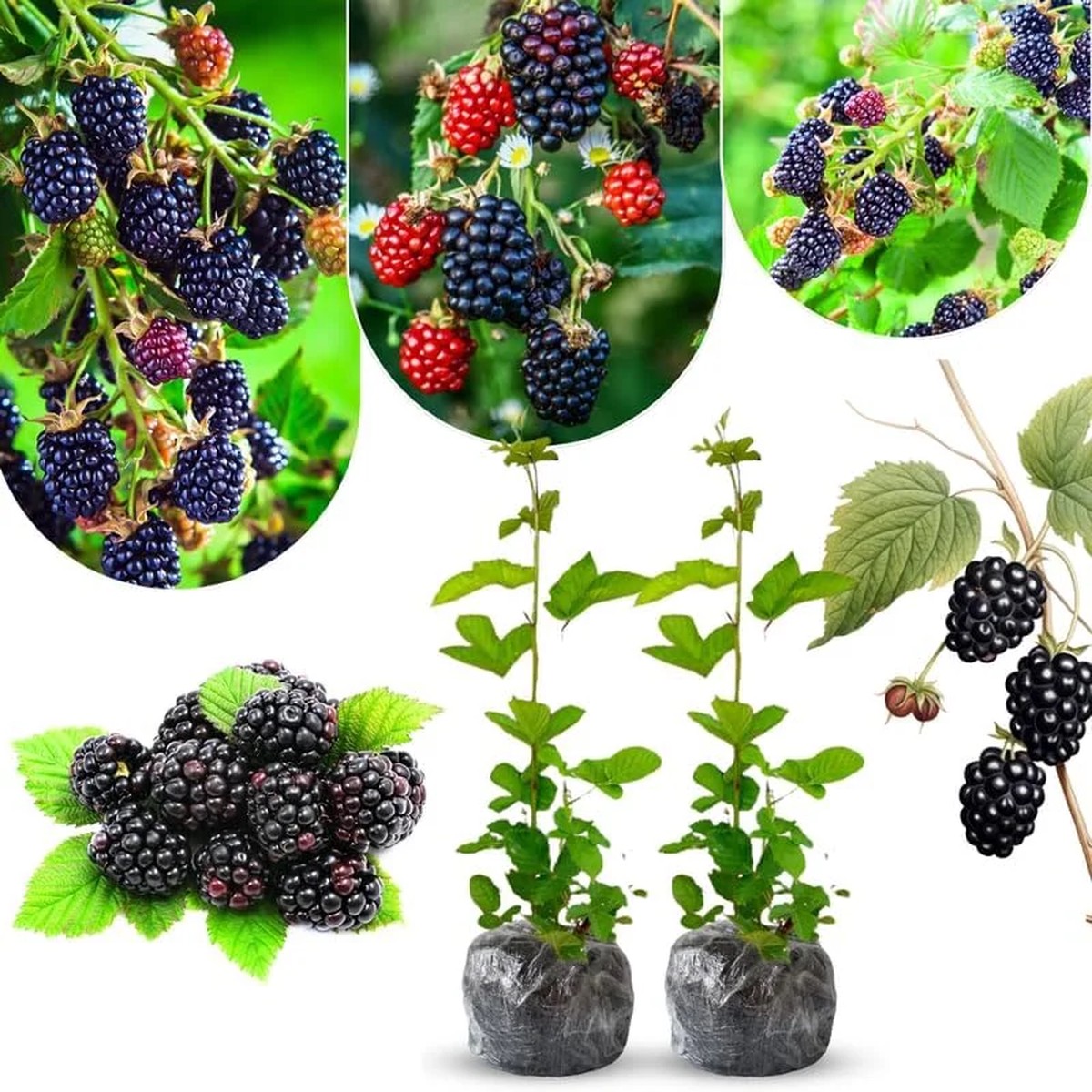 Triple Crown Thornless Blackberry Plants Live - 2 Pack, 4-8 Inch Tall Berry Plants