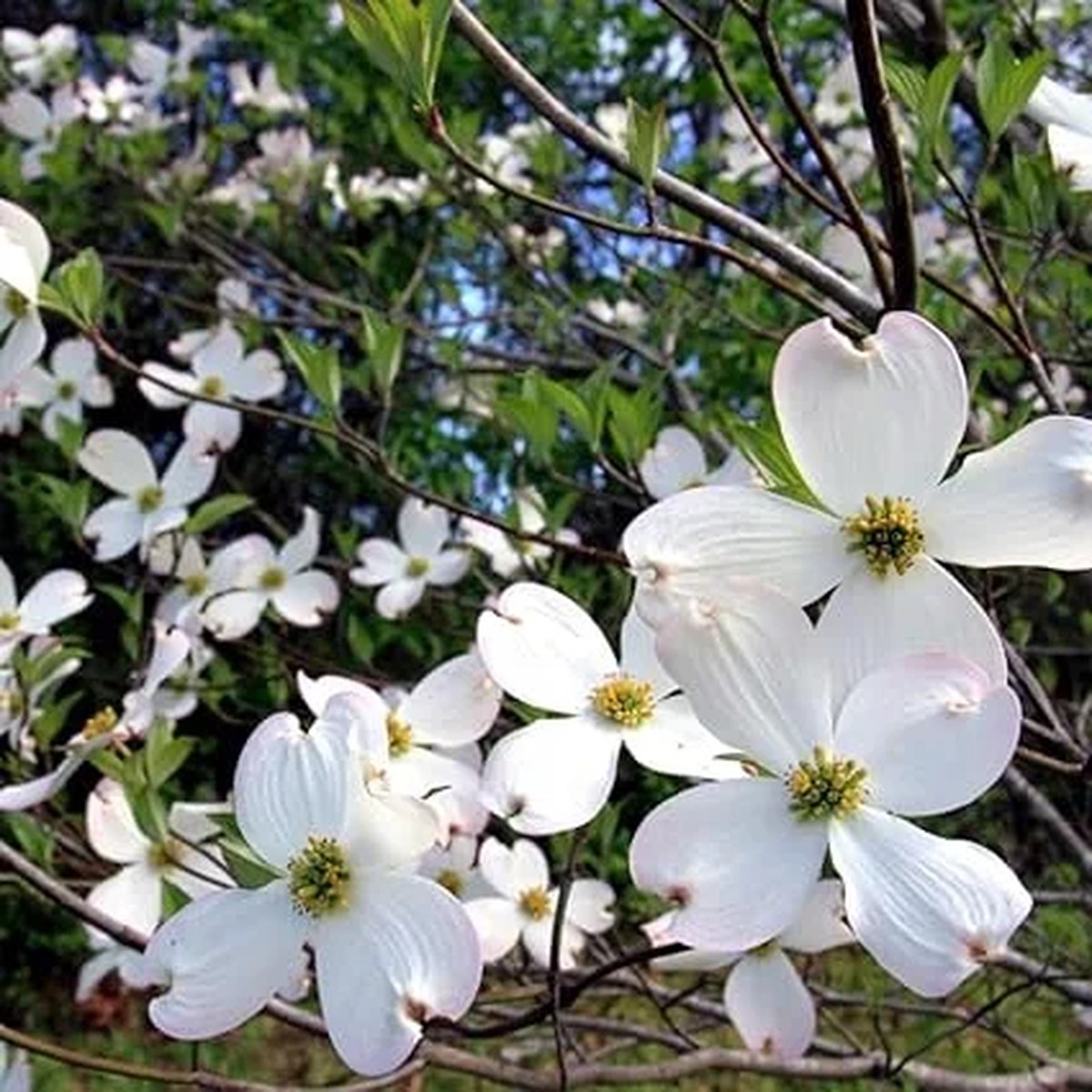 White Flowering Dogwood Tree Live Plant - Quart Pot, Outdoor Shrub