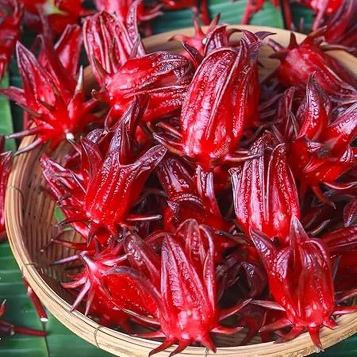 2 Red Roselle Hibiscus Live Plants, Hibiscus sabdariffa, 4-6 Tall in 4 Pot, Sorrel Flower