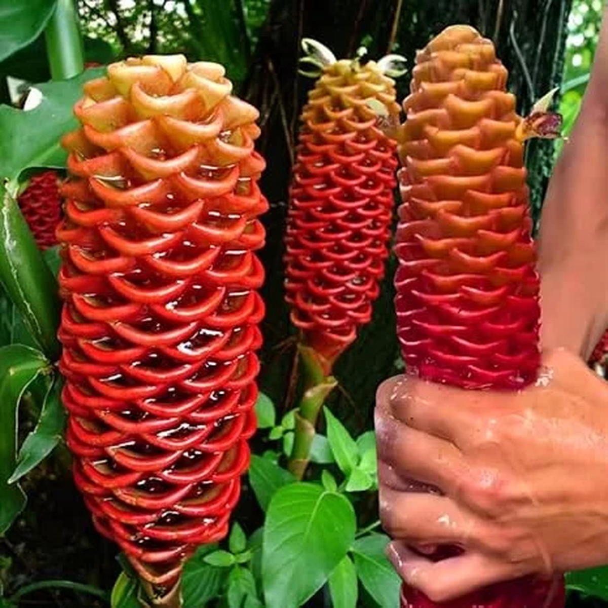 3 Awapuhi Shampoo Ginger Rhizomes Live Roots - Zingiber Zerumbet Tropical Plant