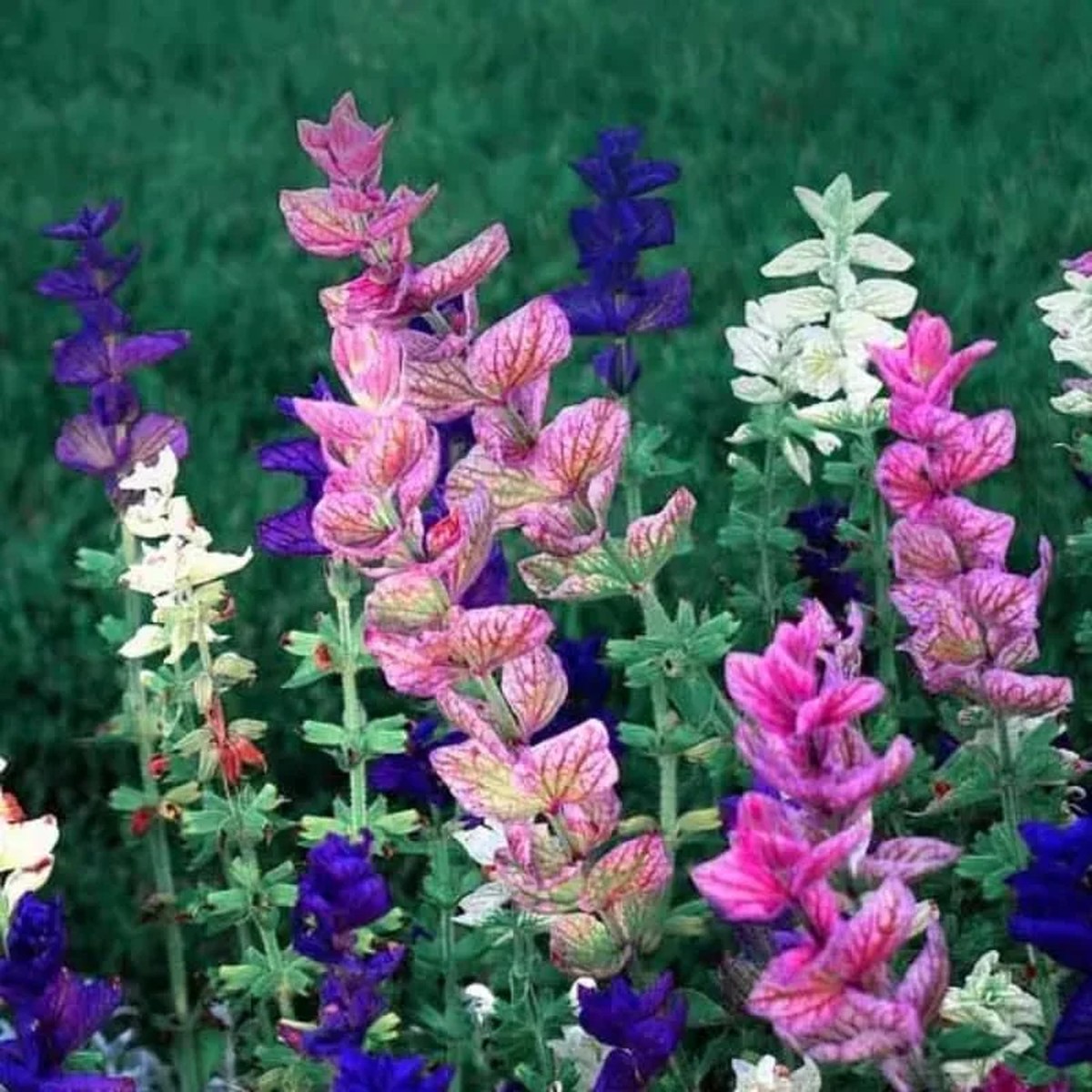 4 Mexican Salvia Sage Live Plants, 4-6 Tall, Fast Growing Perennial Shrubs