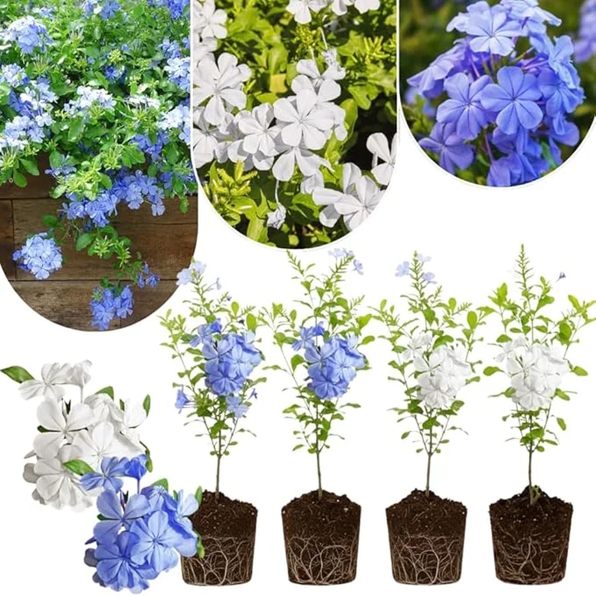 4 Mix Plumbago Live Plants, 4-7 inches Tall, Tropical White Flowering Shrub