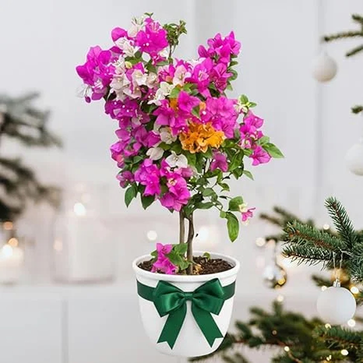 Bougainvillea Live Plant - Mixed 3 Colors, Tropical Perennial, 15-20 Inches Tall