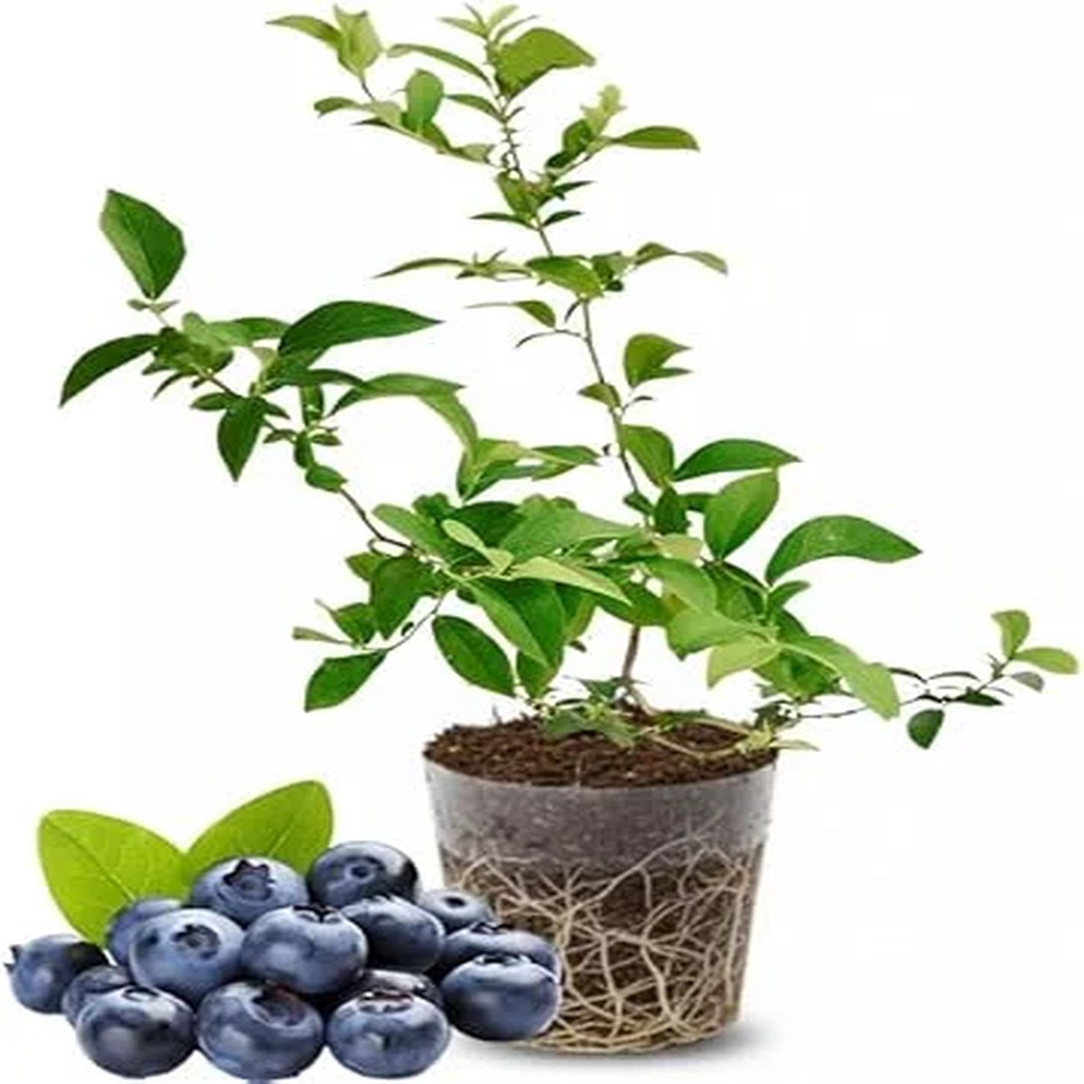 Emerald Blueberry Live Plant - 4-8 Inch Starter Bush for Garden, Zones 4-8