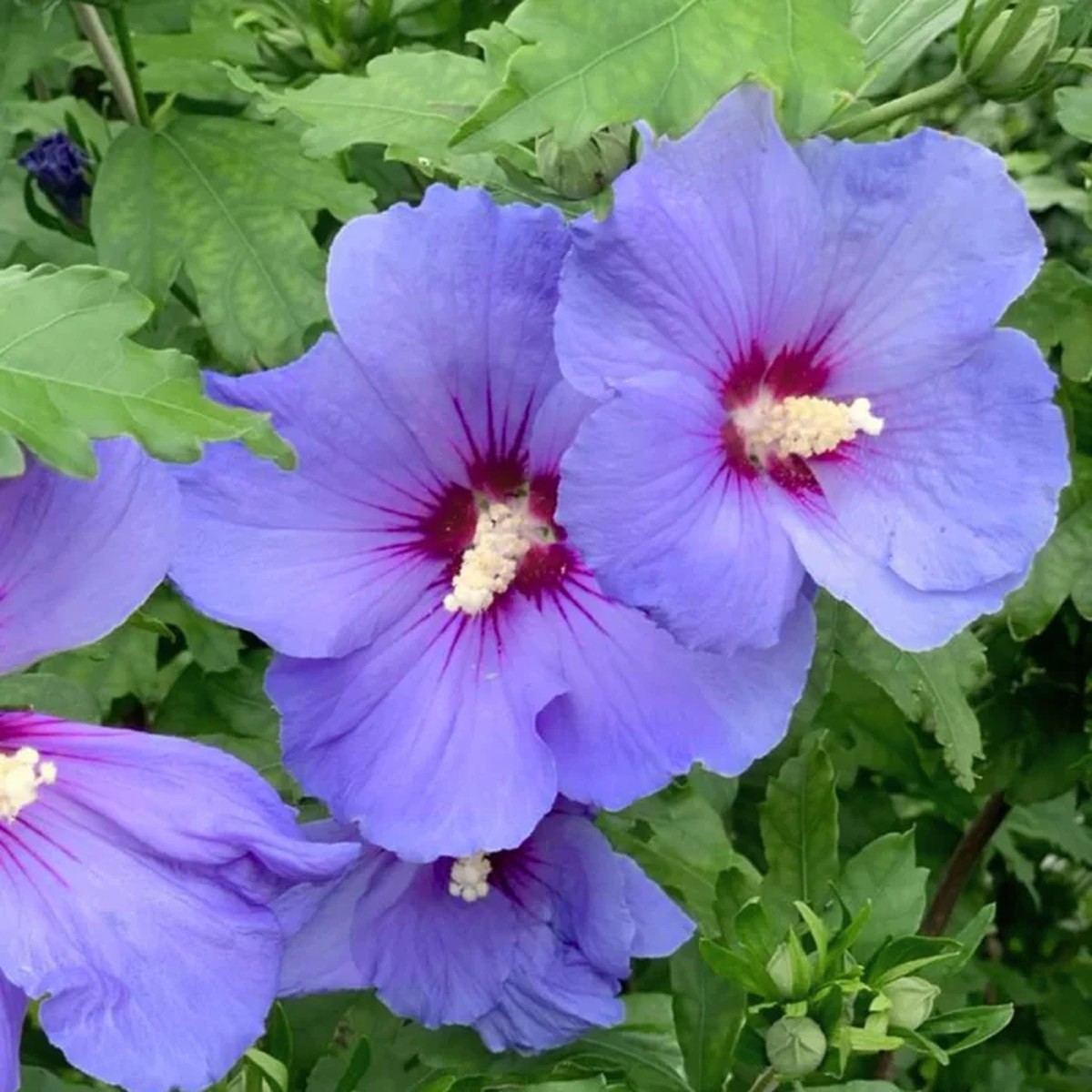 White Rose of Sharon Live Plant, 6-12 Tall Althea Hibiscus Bush, Quart Pot, Outdoor Perennial
