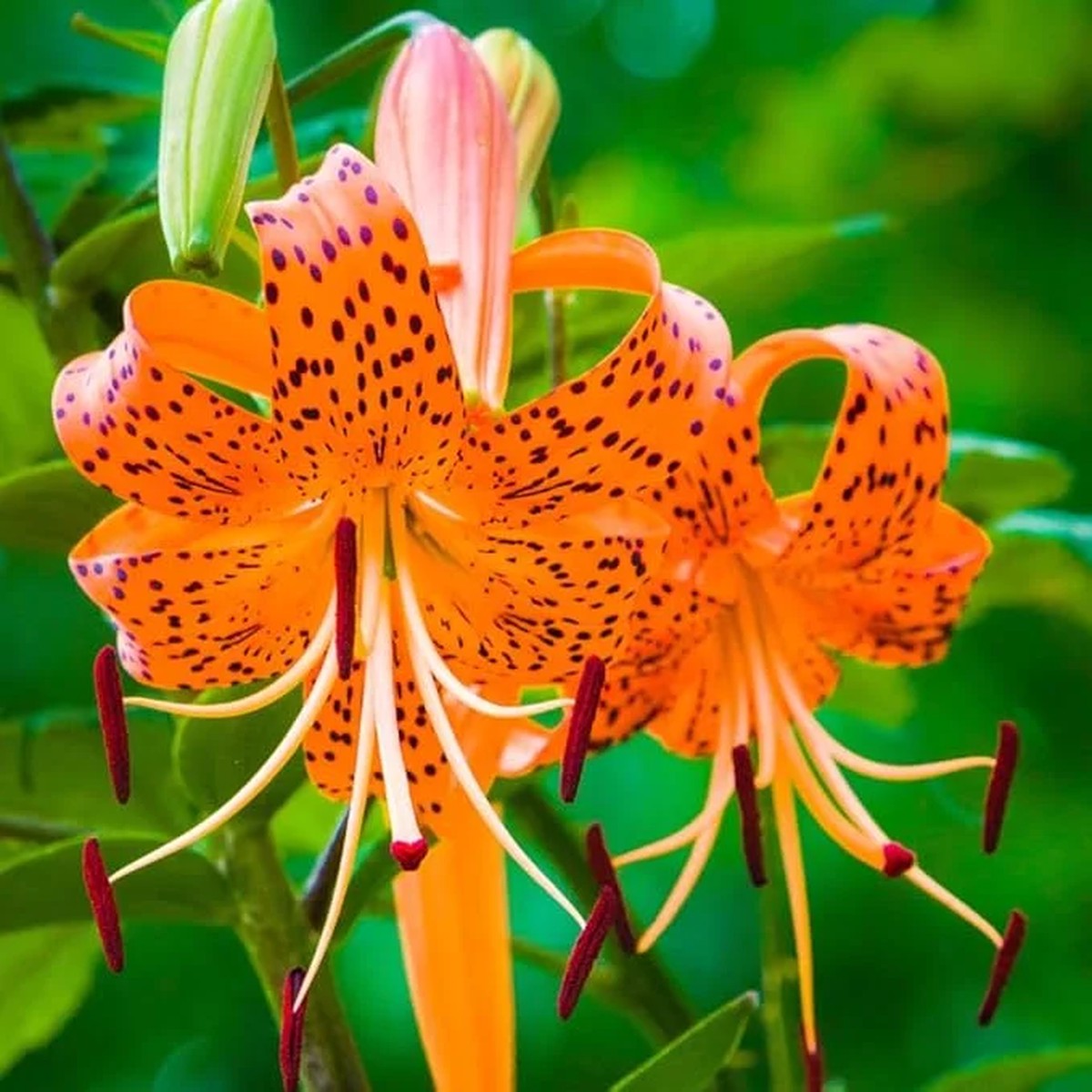 10 Tiger Lily Bulbs for Planting - Perennial Orange Flower Bulbs