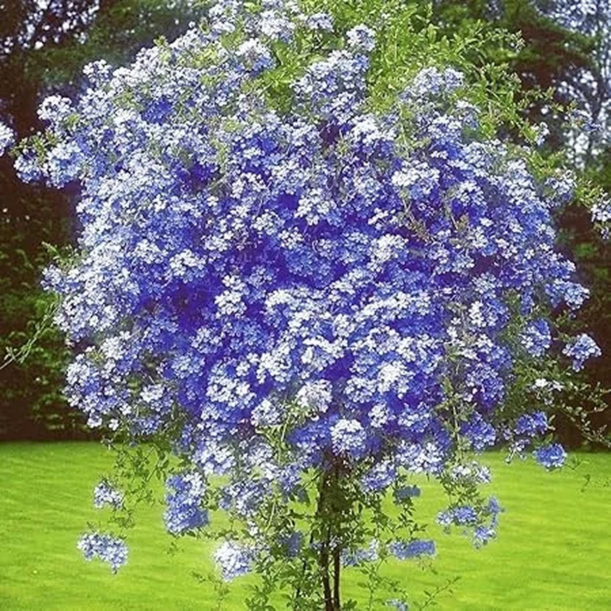 3 Blue Plumbago Live Plants, 4-7 inches Tall Tropical Flowering Shrub, Outdoor