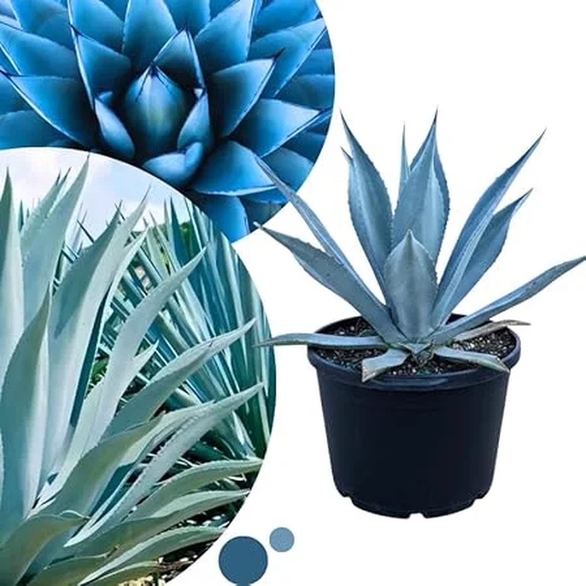 Blue Agave Live Plant Hardy Succulent 1.5-2 ft Tall 3 Gallon Nursery Pot Outdoor