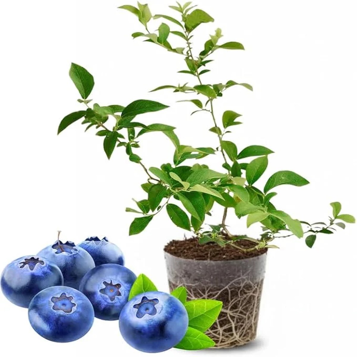 Top Hat Blueberry Live Plant 4-8 Inch Starter Bush Hardy Outdoor Fruit