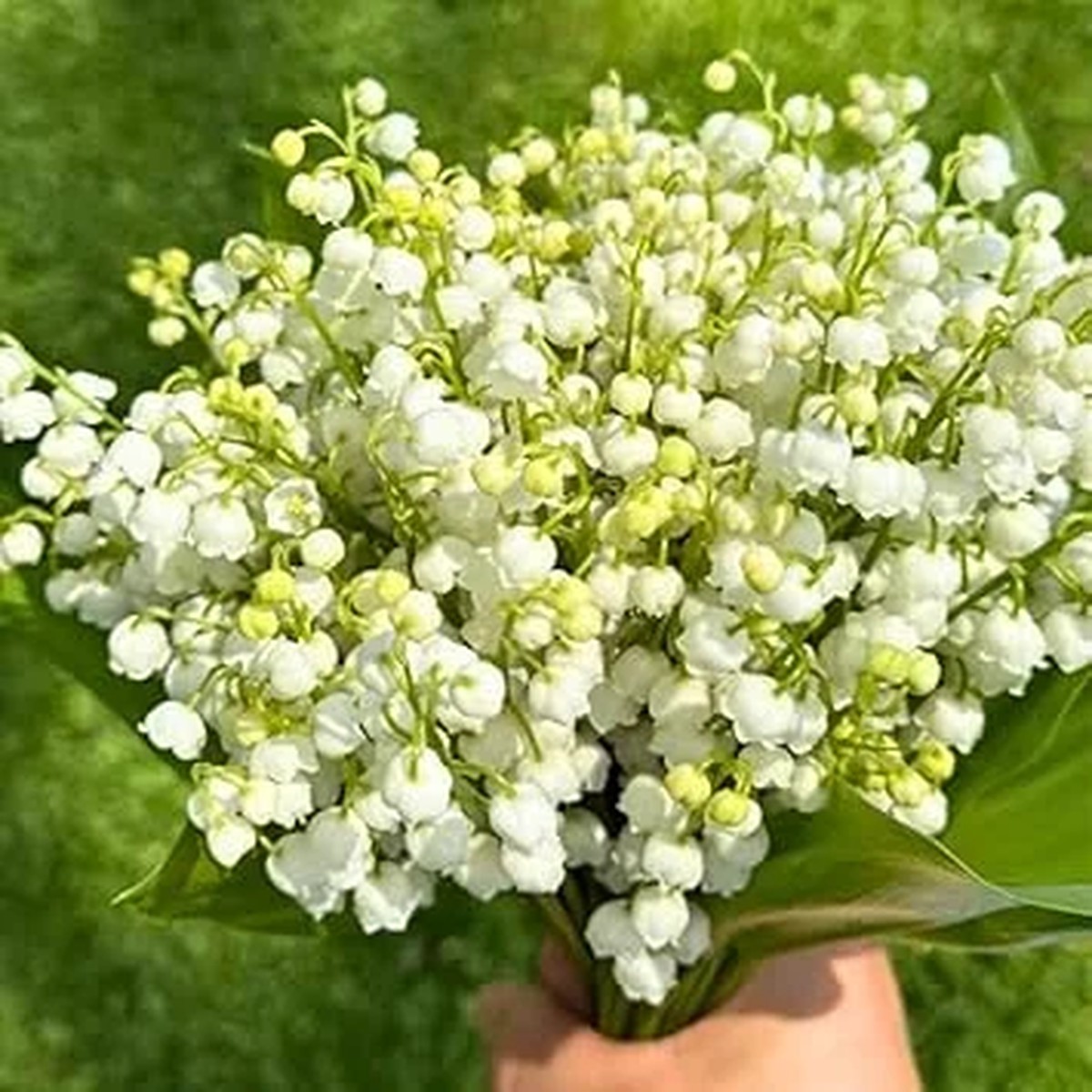 10 White Lily of the Valley Bulbs - Fragrant May Lilies, Easy to Grow, Cold Hardy