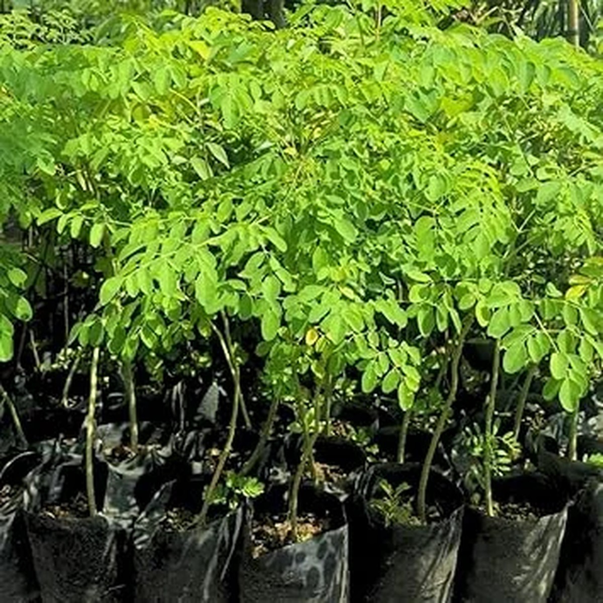 2 Malunggay Live Plant - Moringa Oleifera Trees, 6-8 Inches Tall, Outdoor No Ship CA