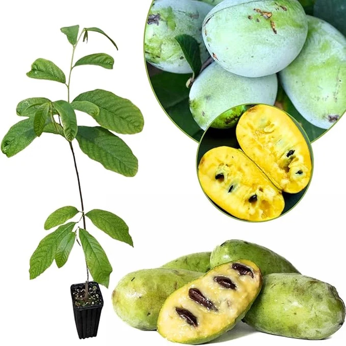 Live Pawpaw Tree Plant 6-8 Inch Tall - Cold-Hardy Fruit for Orchard