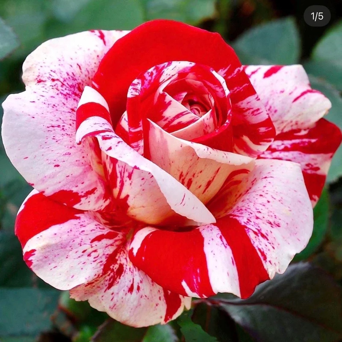 Scentimental Bare Root Rose Plant - Fragrant Striped Blooms