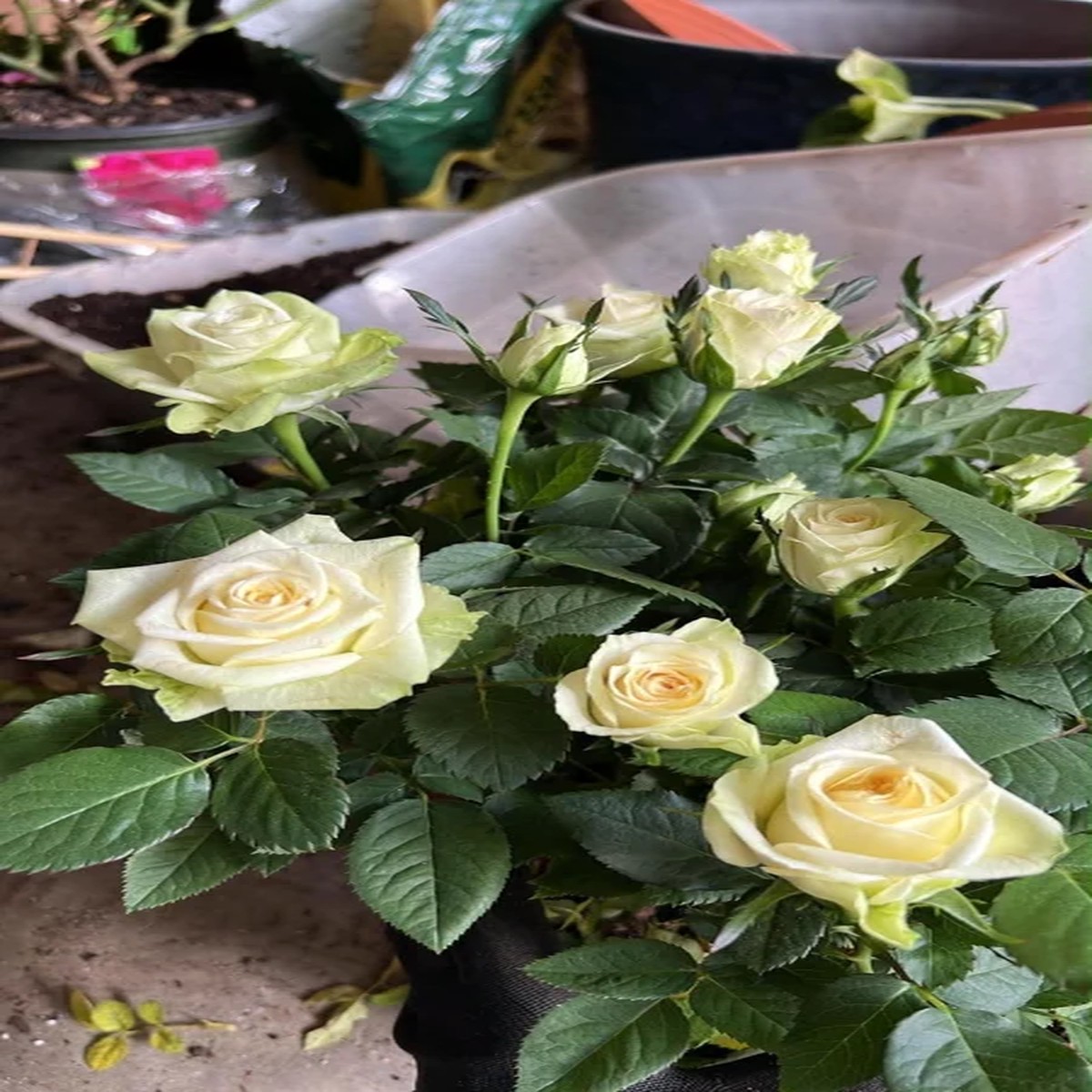 White Rose Live Plant Starter 4-10 inch Tall Bush Outdoor Flowering Shrub