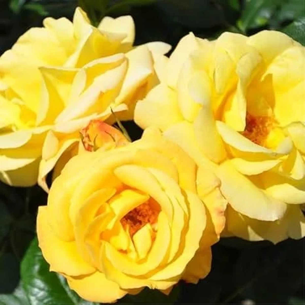 Yellow Climbing Rose Bush Live Plant, Fragrant, Starter Size, 4-10 Inches Tall, Outdoor