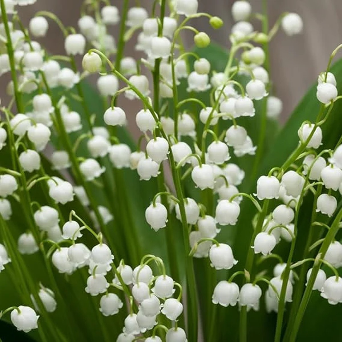 15 Lilies of The Valley Bulbs for Planting, Lily of The Valley Plants, Lily Flower Bulbs Bareroots Perennial Indoor Outdoor