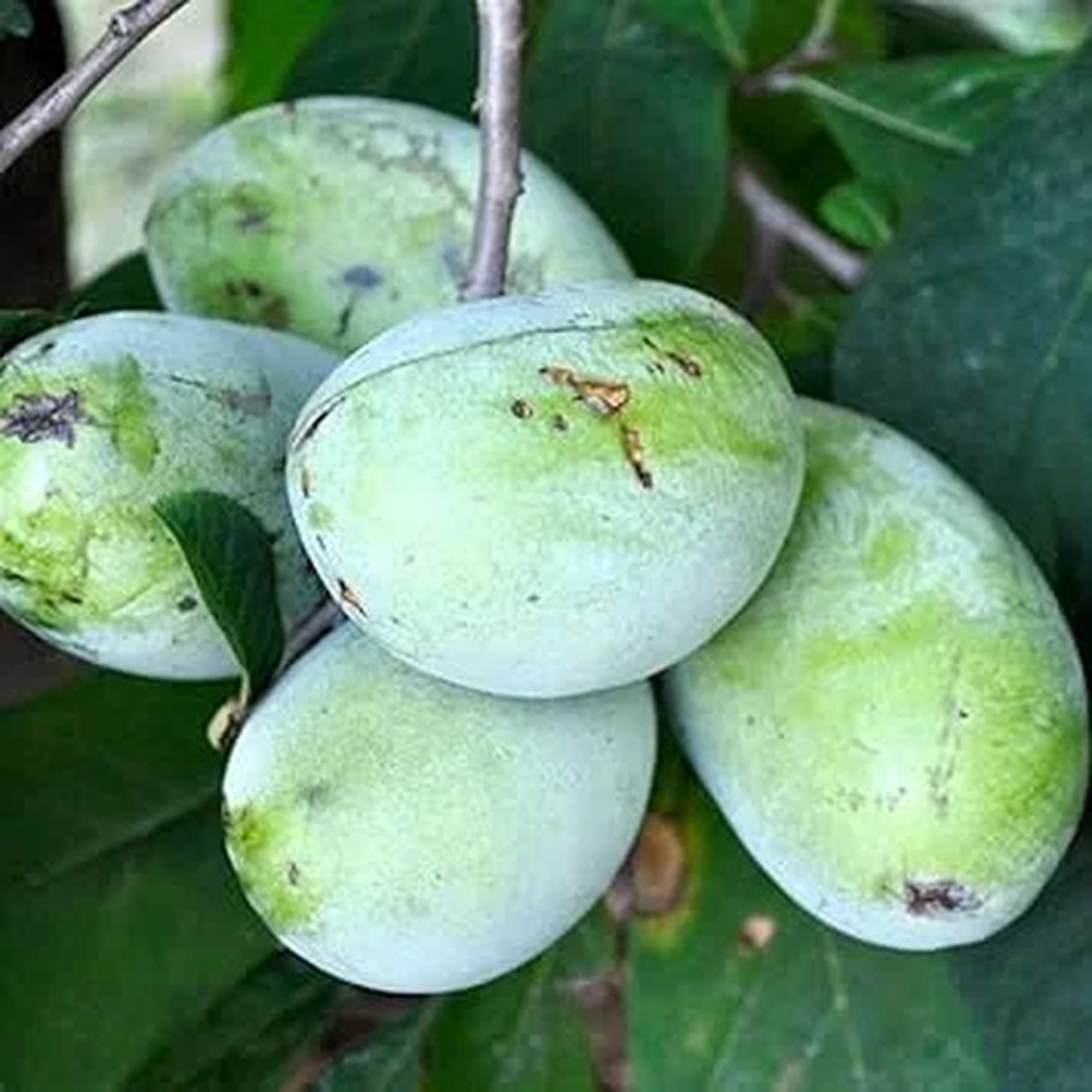 2 Pawpaw Trees Live Plants, Dormant Bare Root Seedlings, 6-12 Inch Tall, Hardy Fruit Trees for Outdoor Planting