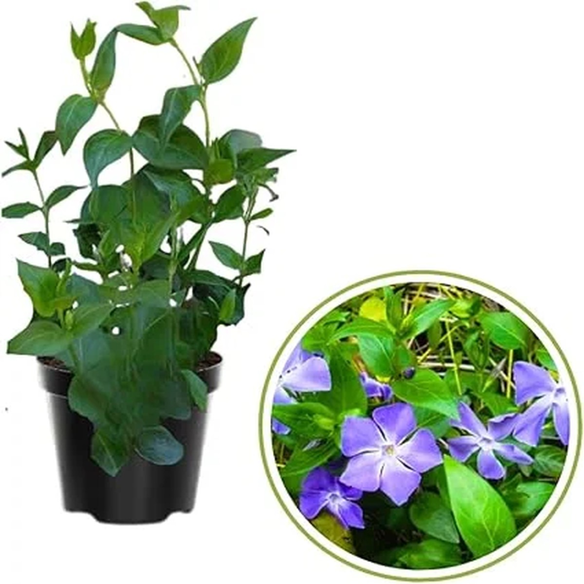 2 Vinca Minor Live Plants - Ground Cover - 4 Inch Pot - Purple Flowers