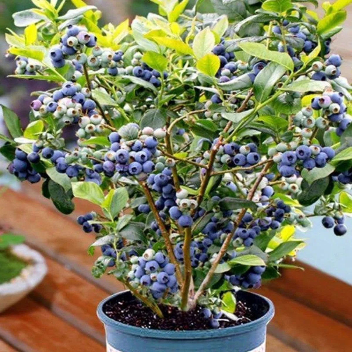 Misty Blueberry Plant Live for Planting, 4-7 inch, Cold Hardy Southern Highbush