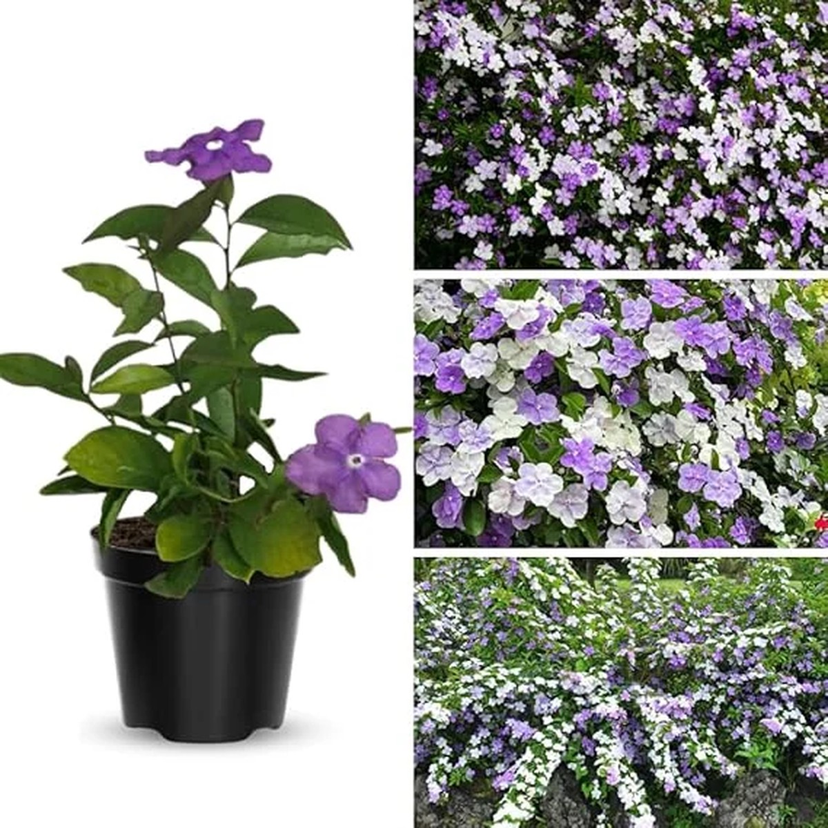 Set 02 Yesterday Today & Tomorrow Plant Live, 5-8 inch Seedling, Well-Rooted Brunfelsia