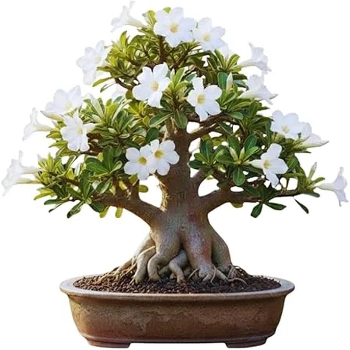 White Desert Rose Live Plant - 5-7 Inches Tall - Perennial Flowering Succulent - Indoor/Outdoor