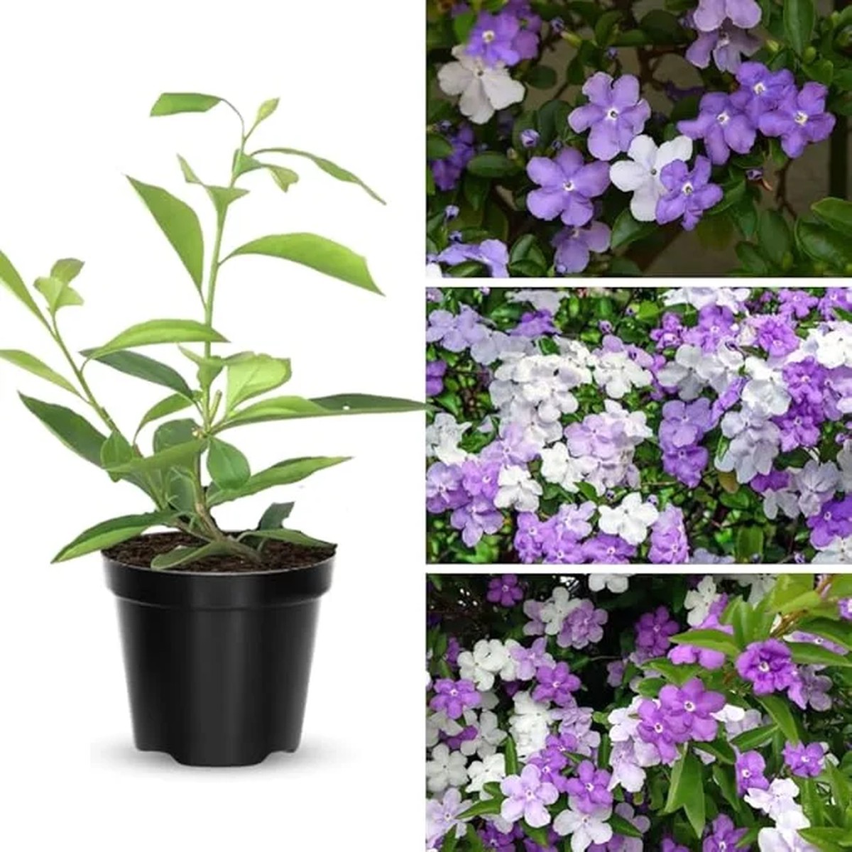 Yesterday Today & Tomorrow Live Plant 2-Pack, Brunfelsia, 5-7 Inches Tall Seedling