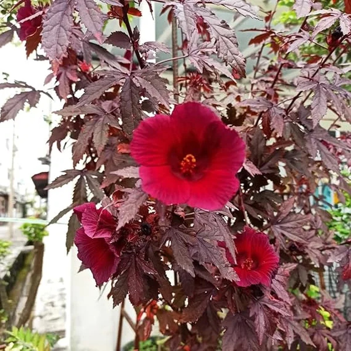 2 Cranberry Hibiscus Plants Live, 4-6 Inch Tall, Fragrant Red Flowers, Outdoor