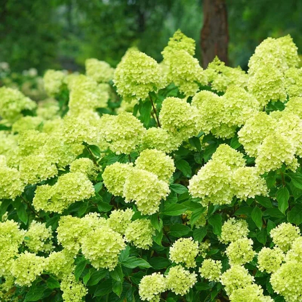 White Oakleaf Hydrangea Live Plant Bush Shrub 5-11 Inches Tall, White Blooms, Hardy