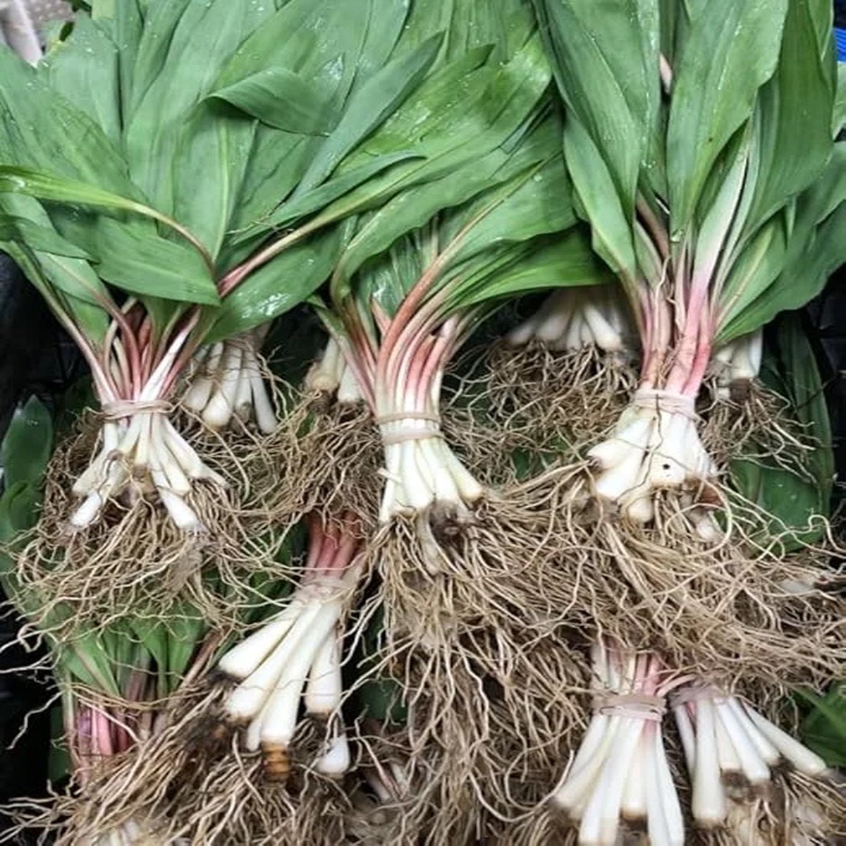 20 Wild Ramp Bulbs for Planting - Perennial Edible Allium