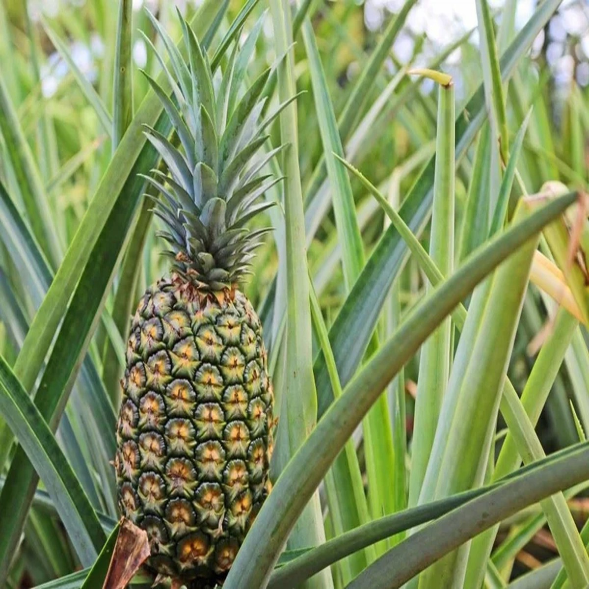 Elite Gold Pineapple Live Plant - Sweet Tropical Fruit - Ananas Comosus Seedling - Indoor/Outdoor